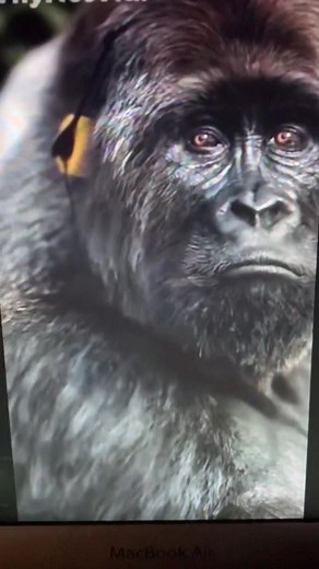 Understanding Sadness Through Memes and Humor