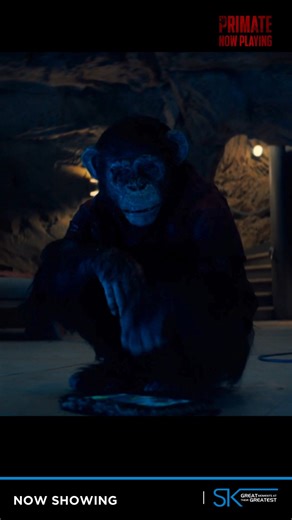 🌴 What starts as paradise turns into pure terror… Primate flips a tropical getaway into a primal fight for survival you won’t forget 🐒 🎬 Now showing at Ster-Kinekor 🎟️ Book your tickets — https://bit.ly/4psg7oP #Primate #SterKinekor #DoMoviesRight | Ster-Kinekor Theatres