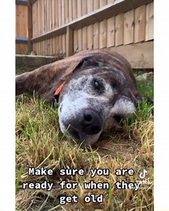 413K views · 10K reactions | A dog is forever… through the good days and the bad ❤️ | Ladybug Art | Facebook