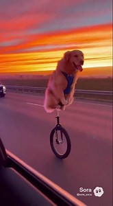 Dog on Highway Unicycle 🚴‍♂️🐶 | FUNIMAL