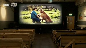Wales' First Dog-Friendly Cinema You might think you had gone barking mad if you were at the cinema and sat down next to a dog. But pooches are welcome viewers at an independent cinema in Swansea, which will show the Disney film Homeward Bound. The sold-out event has been billed as the first of its kind in Wales. Wouldn't you love to bring your buddy to the cinema? (via BBC.com) | PetFinder.my