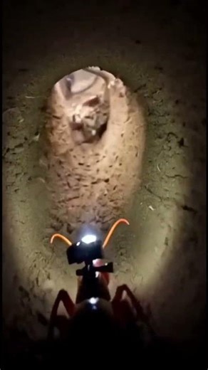 POV: Termite Nest is Another Planet 😳🔥