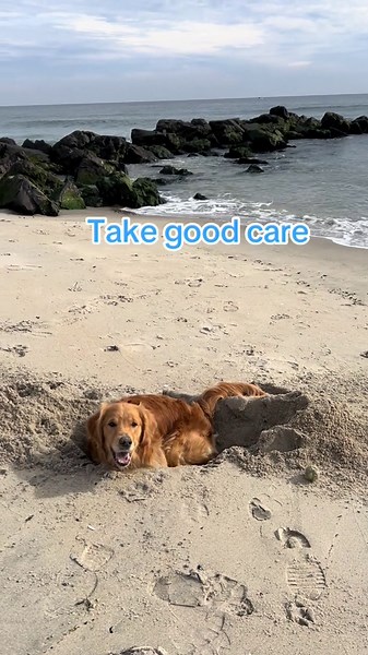 Golden Retriever Finds Joy in Digging at the Beach