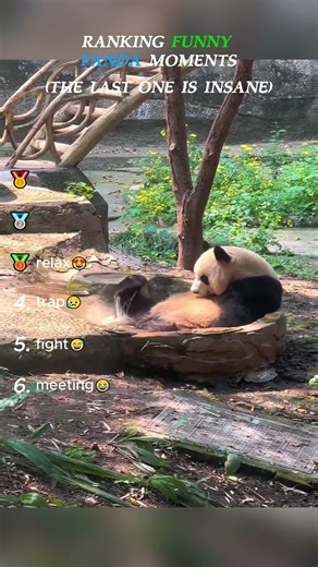 Ranking Cute And Funny Panda Moments:Part1😂🐼