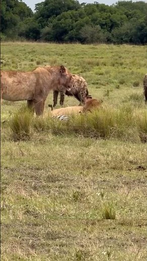 Lioness vs Hyena ⚔️ | Fierce Faceoff Over One Meal 🍖 | Wild Animal Battle in Africa #nature #lion
