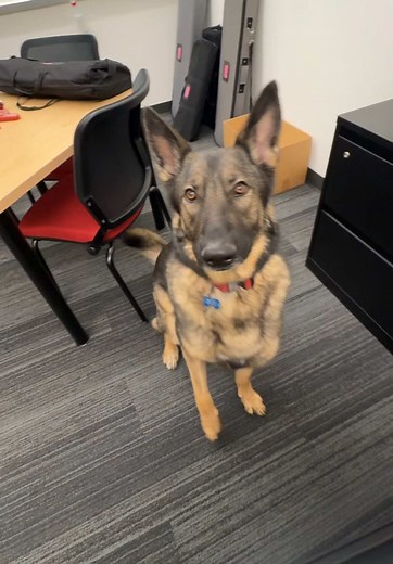 Scent Work Training for Dogs: Johnny the German Shepherd