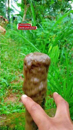 Rutin kan setiap hari #catfish #farming #satisfying