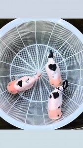 13K views · 36 reactions | Ranchu sapi sapi an | Putu Adi Putra | Facebook