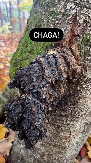 Chaga! That amazing fungus that grows on birch trees with amazing fire-starting and medicinal properties. Always a how to find! #chaga #chagamushroom #chagatea #birch #medicinalplants #tinder #tinderfungus