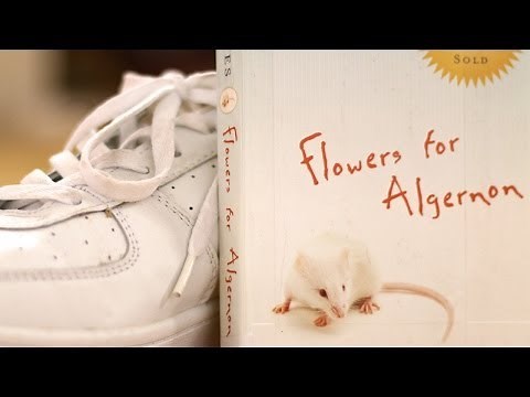Flowers for Algernon by Daniel Keyes (Book Summary and Review) - Minute Book Report