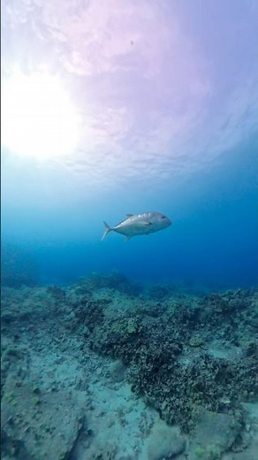 Akule bait ball and Ulua action!