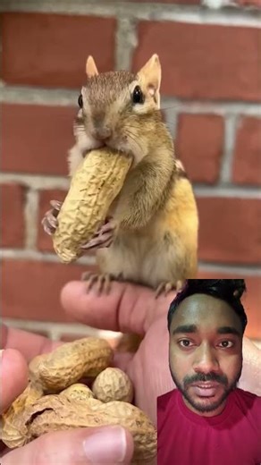 Chipmunk Fills Mouth with Peanuts 🥜 #tiktokviral #trendingviral #chipmunk #peanuts #shorts