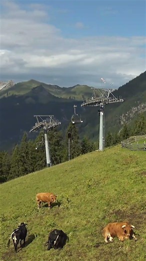 Webcam Berwang Sonnalmbahn – Almwiesen, Kühe und Bergpanorama 🐄🌿