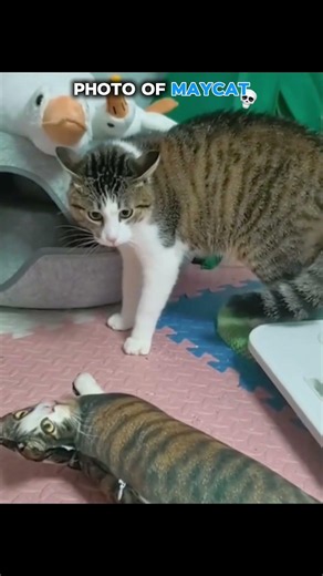 My Cute Cat Moments 😺 #cat #funny video#funny cat video #cats