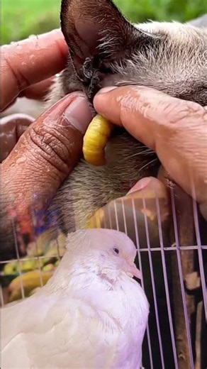 🔥 Shocking Botfly Removal from a Cat's Head! 😱🐱
