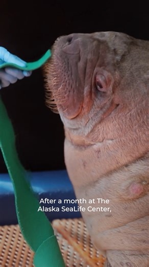 Nature on Instagram: "Few orphans are as lucky as Little Miss Walrus."
