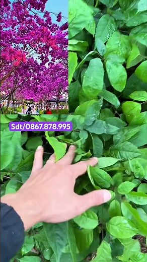 Cây giống hoa phong linh tím cho khách #hoaphonglinh #phonglinhtim #caygiongviet