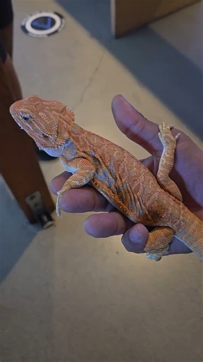 “Met the Coolest 3-Month-Old Bearded Dragon 🦎” #beardeddragon