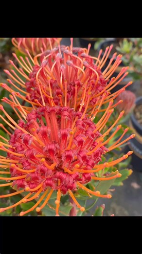 1.9K views · 41 reactions | Part of our Forever Flowers®️ collection,...