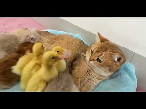 Cutest Cat and Duckling Friendship Ever!
