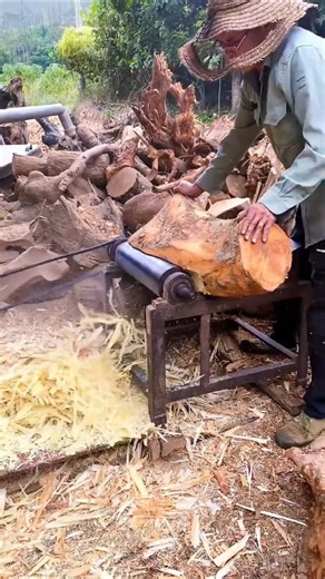 Camphor oil is a natural essential oil extracted from the branches, leaves, and trunk of camphor