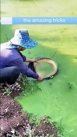 Amazing technique for removing moss from ponds