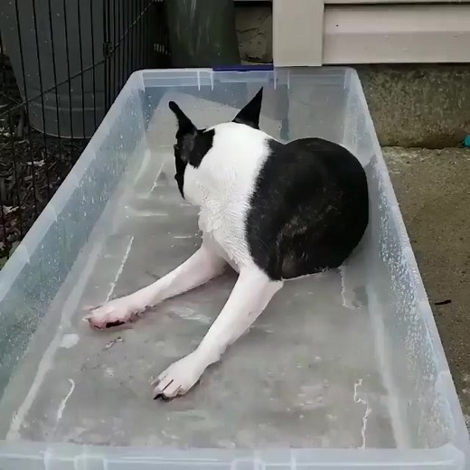 Boston Terrier's Bath Time Like & Follow Our Page To See More About Boston Terriers! Credit: @oakeydokeywillowpillow #bostonterrierpuppy #bostonterrierdog #bostonterrier #bostonterriers #bostonterrierlovers #bostonterrierlover #cutebostonterrier #bostielife #bostielovers #cutebostie #bostiestyle #bostiepuppy #dailybostie #bostiedog #cutedogs #doglife #bostonterriermom | Boston Terrier Land