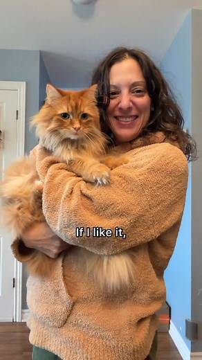 They’ve been grabbed! 🖤🤍🧡 #clowder #ilovemycats #catreels | The Oreo Cat