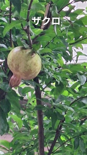 初めて実がなったザクロの木 収穫はいつ？食べ方は？