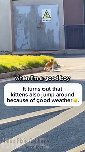 This video was so cute it didn't even need my voice but I wanted to do it anyways 😜🥰 Cat: Unknown- DM for credit/removal Voice-Overs and edits: Me 👋🏻😊 . . Encouraging positive mental health, one cat video day at a time. Subscribe to my Patreon or say hiiee to help support my channel 💜 And don't forget to check out my shop: http://www.manicpixiecatlady.com/shop . . #animalvoiceover #catvideos #funnycats #cats #catlady #manicpixiecatlady #catmemes #trendingcats #catvoiceover | Manic Pixie Ca