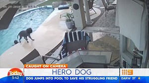 103K views · 2.2K reactions | This poor pup was having a bit of a RUFF time, so his best mate stepped in to save his life. We guess it was the LEASHED he could do!  #9Today | TODAY | Facebook