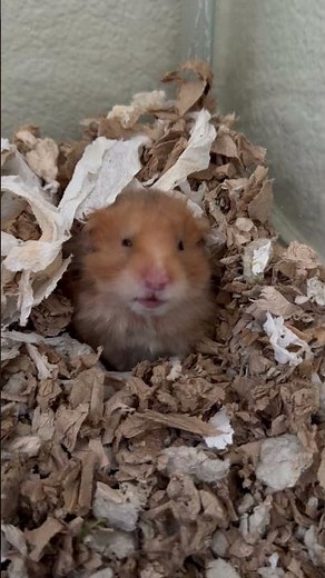 Cutest American bear hamster ever