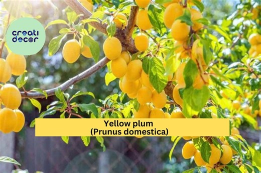 Yellow Plum Tree – Live Rooted Fruit Tree up to 2 Ft Tall, Hardy Plum Variety for Planting, Sweet Golden Fruit, Zones 5–9 Orchard Plant - Etsy