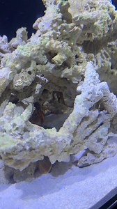 2M views · 10K reactions | Mantis shrimp fighting stronger  #mantisshrimppunch #mantisshrimp #animals #wildlife #bravewilderness #coyotepeterson #saltwatertank #nature | Tucan Aquatics | Facebook