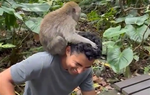 12 Hilarious Animal Encounters You Can’t Miss!
