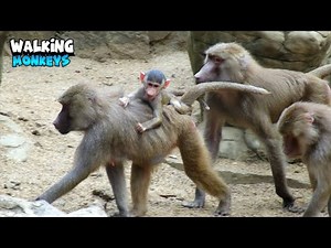 Baby Monkey With Mom