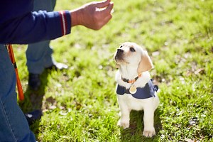 How to adopt a failed guide dog puppy