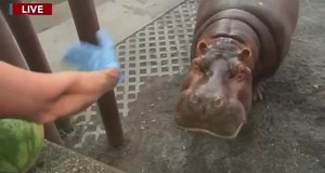 895K views · 1.6K reactions | GOOD THROW, BAD CATCH Not to throw Una under the bus. But, on closer review, it appears to me my watermelon ￼ throw was good. She just fumbled the pass. What do you think?! LOL￼￼Philadelphia Zoo 6abc Action News | Cecily Tynan | Facebook