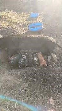 Mamma pig nursing her piglets. #babypig #farmanimals #homestead