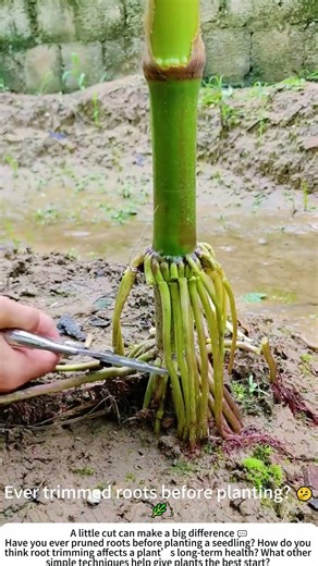 Root Pruning – A Gentle Cut for Stronger Growth ✂️🌱