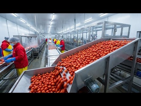 How Tomatoes Are Processed – Inside a High-Speed Tomato Processing Plant (Full Process)