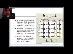 AP Biology 14.3B Complex Inheritance Patterns