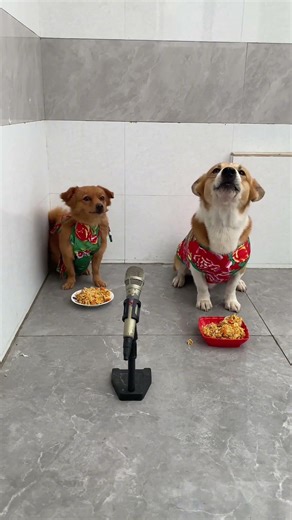 The Elderly Folks In The Village All Praised The Two Brothers For Their Beautiful Singing! #cute