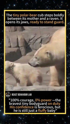 Bold bear cub confronts a curious raven