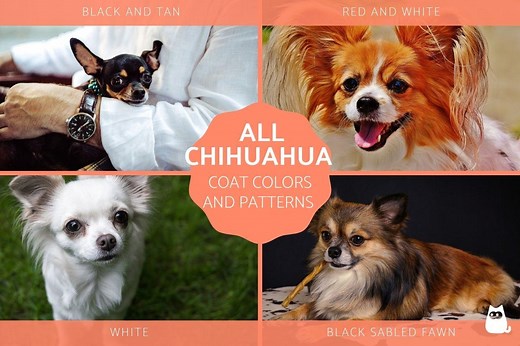 All Chihuahua Colors, Patterns & Combinations - With Photos