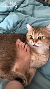 12K views · 74 reactions | 이냄새 무엇..? 당장 치워라 집사.mp4 ㅋㅋㅋㅋㅋㅋㅋㅋㅋㅋ표정 대참사...