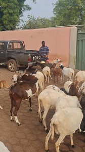 Another day at Farm North #animals #sheep #goats | Farm North