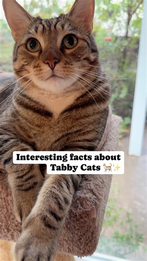 206K views · 16 reactions | Tabby Cat Facts in honor of National Tabby Cat Day. Do you have a Tabby cat?  #cat#tabbycatsrule #tabbycatsofinstagram #kittykitty #cats_of_world #instacat #instacat_meows #nationaltabbyday #nationaltabbycatday2024 #ilovecats #catpeople #weeklyfluff | The Cat Crew | Facebook