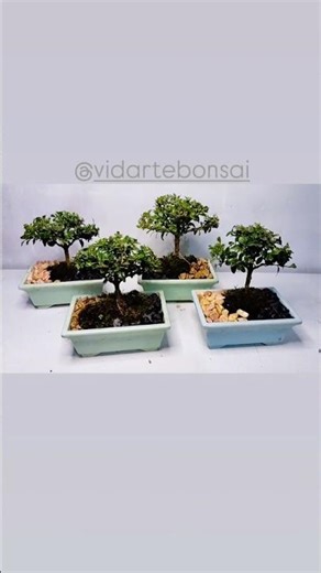buxus sempervirens (boj) bonsai #bonsai #bonsai