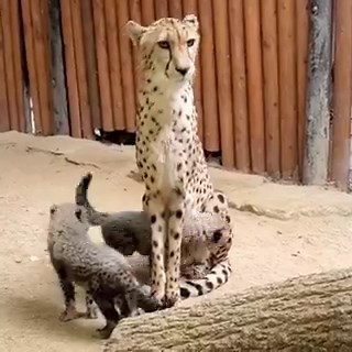 Cheetas are really excellent creatures. 10/10, impeccable aesthetics, attitude, spots - the whole package